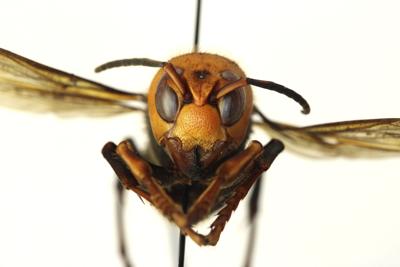 Murder Hornets