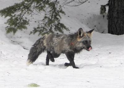 Sierra Nevada red fox