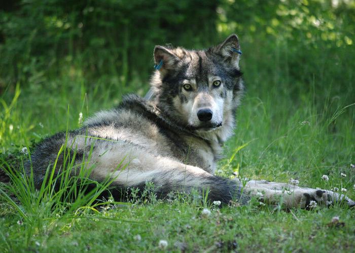 OR14 wolf in Oregon