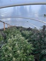 Klamath County Sheriff's Office busts illegal grow site