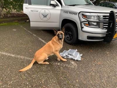 Police dog