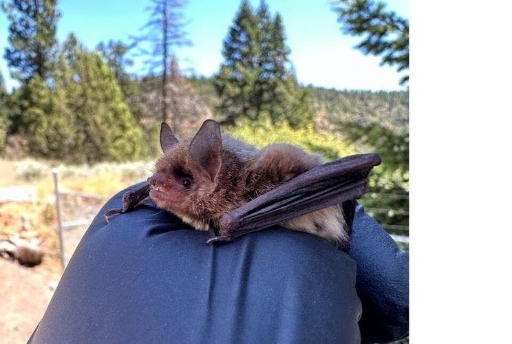 Klamath Dam bat tagged