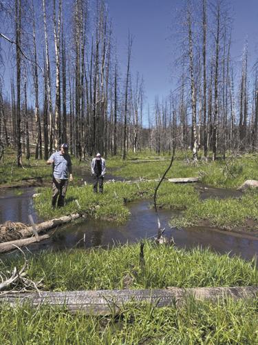 ban - beavers 3.jpeg