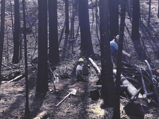 ban - beavers 4.jpeg