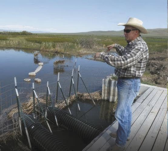 ban - beavers 7.jpeg